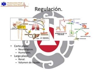 Regulación.
• Corto plazo:
– Neurológicos.
– Humorales.
• Largo plazo:
– Renal.
– Volumen de liquido.
 