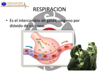RESPIRACION
• Es el intercambio de gases, oxigeno por
dióxido de carbono.
 