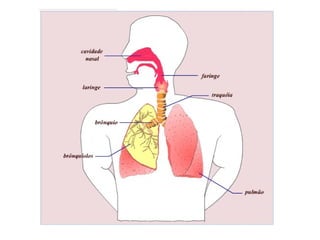 Sisitema respiratório (1)