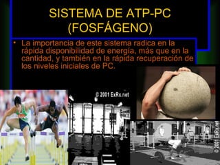 SISTEMA DE ATP-PC
            (FOSFÁGENO)
• La importancia de este sistema radica en la
  rápida disponibilidad de energía, más que en la
  cantidad, y también en la rápida recuperación de
  los niveles iniciales de PC.
 