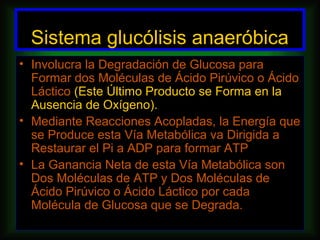 Sistema glucólisis anaeróbica
• Involucra la Degradación de Glucosa para
  Formar dos Moléculas de Ácido Pirúvico o Ácido
  Láctico (Este Último Producto se Forma en la
  Ausencia de Oxígeno).
• Mediante Reacciones Acopladas, la Energía que
  se Produce esta Vía Metabólica va Dirigida a
  Restaurar el Pi a ADP para formar ATP
• La Ganancia Neta de esta Vía Metabólica son
  Dos Moléculas de ATP y Dos Moléculas de
  Ácido Pirúvico o Ácido Láctico por cada
  Molécula de Glucosa que se Degrada.
 
