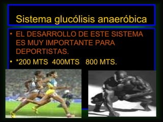 Sistema glucólisis anaeróbica
• EL DESARROLLO DE ESTE SISTEMA
  ES MUY IMPORTANTE PARA
  DEPORTISTAS.
• *200 MTS 400MTS 800 MTS.
 