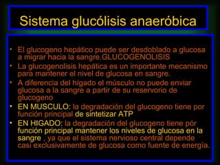 Sistema glucólisis anaeróbica
• El glucogeno hepático puede ser desdoblado a glucosa
  a migrar hacia la sangre.GLUCOGENOLISIS
• La glucogenolisis hepática es un importante mecanismo
  para mantener el nivel de glucosa en sangre.
• A diferencia del hígado el músculo no puede enviar
  glucosa a la sangre a partir de su reservorio de
  glucogeno
• EN MUSCULO: la degradación del glucogeno tiene por
  función principal de sintetizar ATP
• EN HIGADO: la degradación del glucogeno tiene pór
  función principal mantener los niveles de glucosa en la
  sangre , ya que el sistema nervioso central depende
  casi exclusivamente de glucosa como fuente de energía.
 