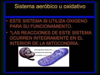 Sistema aeróbico u oxidativo

• ESTE SISTEMA SI UTILIZA OXIGENO
  PARA SU FUNCIONAMIENTO.
• *LAS REACCIONES DE ESTE SISTEMA
  OCURREN INTEGRAMENTE EN EL
  INTERIOR DE LA MITOCONDRIA.
 