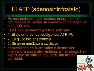 El ATP (adenosintrifosfato)
• Es una molécula que produce energía para la
  contracción muscular, la conducción nerviosa, la
  secreción etc.
• El ATP es producido por tres sistemas,
• 1. El sistema de los fosfágenos: ATP-PC
• 2. La glucólisis anaeróbica
• 3. Sistema aeróbico u oxidativo
• dependiendo de la actividad a desarrollar
  intervendrá uno u otro sistema, sin embargo hay
  veces que se utilizan dos para una misma
  actividad.
 
