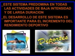 _ESTE SISTEMA PREDOMINA EN TODAS
 LAS ACTIVIDADES DE BAJA INTENSIDAD
 Y DE LARGA DURACION
_EL DESARROLLO DE ESTE SISTEMA ES
 IMPORTANTE PARA EL INCREMENTO DEL
 RENDIMIENTO DEPORTIVO
 