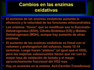 Cambios en las enzimas
                oxidativas
• El aumento de las enzimas oxidativas aumenta la
  eficiencia y la velocidad de las funciones mitocondriales.
• Las enzimas “llaves” que se modifican son la Succinato-
  Dehidrogenasa (SDH), Citrato-Sintetasa (CS) y Malato-
  Dehidrogenasa (MDH), aunque hay aumento de otras
  enzimas.
• El aumento de las enzimas oxidativas es lineal con el
  volumen y prolongacion del esfuerzo, hasta 12-14
  semanas. Luego hacen “plateau” (al igual que el VO2),
  pero las mejorías subsecuentes tienen que ver con la
  mayor tasa de oxidación de lactato y el mayor
  aprovechamiento fraccional del VO2 max.
• Hay un aumento en la enzima Acil-Carnitin-Transferasa).
 