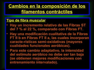 Cambios en la composición de los
     filamentos contráctiles
Tipo de fibra muscular
• Hay un incremento relativo de las Fibras ST
  del 7 % al 22 %, comparado con Fibras FT.
• Hay una modificación cualitativa de la Fibras
  FT II b en Fibras FT II a, las cuales incorporan
  caracte-rísticas semi-oxidativas (mayores
  cualidades funcionales aeróbicas).
• Para este cambio adaptativo, la intensidad
  del estímulo aeróbico no debe ser tan baja
  (se obtienen mejores modificaciones con
  entrenamiento intervalado).
 