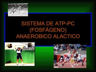 SISTEMA DE ATP-PC
    (FOSFÁGENO)
ANAEROBICO ALACTICO
 