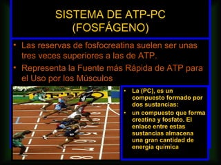 SISTEMA DE ATP-PC
             (FOSFÁGENO)
• Las reservas de fosfocreatina suelen ser unas
  tres veces superiores a las de ATP.
• Representa la Fuente más Rápida de ATP para
  el Uso por los Músculos
                           •   La (PC), es un
                               compuesto formado por
                               dos sustancias:
                           •   un compuesto que forma
                               creatina y fosfato. El
                               enlace entre estas
                               sustancias almacena
                               una gran cantidad de
                               energía química
 