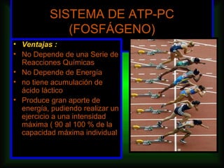 SISTEMA DE ATP-PC
             (FOSFÁGENO)
• Ventajas :
• No Depende de una Serie de
  Reacciones Químicas
• No Depende de Energía
• no tiene acumulación de
  ácido láctico
• Produce gran aporte de
  energía, pudiendo realizar un
  ejercicio a una intensidad
  máxima ( 90 al 100 % de la
  capacidad máxima individual
 