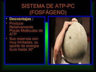 SISTEMA DE ATP-PC
           (FOSFÁGENO)
• Desventajas :
• Produce
  Relativamente
  Pocas Moléculas de
  ATP
• Sus reservas son
  muy limitadas, su
  aporte de energía
  dura hasta 30"
 