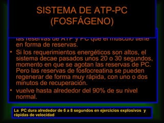 SISTEMA DE ATP-PC
               (FOSFÁGENO)
• Este sistema es empleado hasta que se agotan
  las reservas de ATP y PC que el músculo tiene
  en forma de reservas.
• Si los requerimientos energéticos son altos, el
  sistema decae pasados unos 20 o 30 segundos,
  momento en que se agotan las reservas de PC.
  Pero las reservas de fosfocreatina se pueden
  regenerar de forma muy rápida, con uno o dos
  minutos de recuperación.
• vuelve hasta alrededor del 90% de su nivel
  normal.

 La PC dura alrededor de 6 a 8 segundos en ejercicios explosivos y
 rápidas de velocidad
 