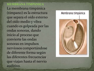 MEMBRANA TIMPÁNICA

La membrana timpánica
(tímpano) es la estructura
que separa el oído externo
del oído medio y vibra
cuando es golpeada por las
ondas sonoras, dando
inicio al proceso que
convierte las ondas
sonoras en impulsos
nerviosos comportándose
de diferente forma según
las diferentes frecuencias.
que viajan hasta el nervio
auditivo.

 