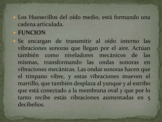  Los Huesecillos del oído medio, está formando una

cadena articulada.
 FUNCION
 Se encargan de transmitir al oído interno las
vibraciones sonoras que llegan por el aire. Actúan
también como niveladores mecánicos de las
mismas, transformando las ondas sonoras en
vibraciones mecánicas. Las ondas sonoras hacen que
el tímpano vibre, y estas vibraciones mueven el
martillo, que también desplaza al yunque y al estribo
que está conectado a la membrana oval y que por lo
tanto recibe estás vibraciones aumentadas en 5
decibelios.

 