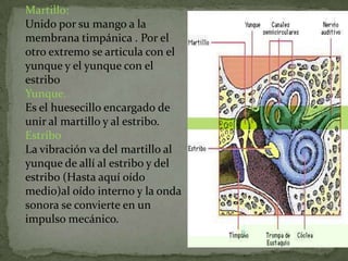 Martillo:
Unido por su mango a la
membrana timpánica . Por el
otro extremo se articula con el
yunque y el yunque con el
estribo
Yunque.
Es el huesecillo encargado de
unir al martillo y al estribo.
Estribo
La vibración va del martillo al
yunque de allí al estribo y del
estribo (Hasta aquí oído
medio)al oído interno y la onda
sonora se convierte en un
impulso mecánico.

 
