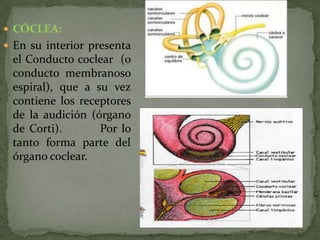  CÓCLEA:
 En su interior presenta

el Conducto coclear (o
conducto membranoso
espiral), que a su vez
contiene los receptores
de la audición (órgano
de Corti).
Por lo
tanto forma parte del
órgano coclear.

 