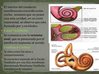  El interior del conducto

membranoso conocido como
cóclea notamos que no posee
una sola cavidad, en un corte
transversal, se observa que esta
formado por 3 cavidades:
 Canal Vestibular
 Se comunica con la ventana
oval, que es presionada por el
estribo en respuesta al sonido.
- Conducto Coclear
 Se ubica entre los otros 2

compartimentos.
 Se encuentra separada de la Escala
Vestibular por una fina membrana
denominada Membrana Vestibular
(membrana de reissner)

 