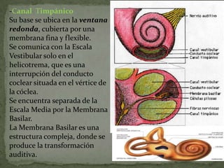 -Canal Timpánico
Su base se ubica en la ventana
redonda, cubierta por una
membrana fina y flexible.
Se comunica con la Escala
Vestibular solo en el
helicotrema, que es una
interrupción del conducto
coclear situada en el vértice de
la cóclea.
Se encuentra separada de la
Escala Media por la Membrana
Basilar.
La Membrana Basilar es una
estructura compleja, donde se
produce la transformación
auditiva.

 