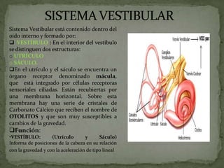 Sistema Vestibular está contenido dentro del
oído interno y formado por:
 VESTÍBULO : En el interior del vestíbulo
se distinguen dos estructuras:
o UTRÍCULO
o SÁCULO.
En el utrículo y el sáculo se encuentra un
órgano receptor denominado mácula,
que está integrado por células receptoras
sensoriales ciliadas. Están recubiertas por
una membrana horizontal. Sobre esta
membrana hay una serie de cristales de
Carbonato Cálcico que reciben el nombre de
OTOLITOS y que son muy susceptibles a
cambios de la gravedad.

Función:
•VESTÍBULO:
(Utrículo
y
Sáculo)
Informa de posiciones de la cabeza en su relación
con la gravedad y con la aceleración de tipo lineal

 