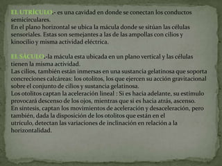 EL UTRÍCULO.- es una cavidad en donde se conectan los conductos
semicirculares.
En el plano horizontal se ubica la mácula donde se sitúan las células
sensoriales. Estas son semejantes a las de las ampollas con cilios y
kinocilio y misma actividad eléctrica.

EL SÁCULO.-la mácula esta ubicada en un plano vertical y las células
tienen la misma actividad.
Las cilios, también están inmersas en una sustancia gelatinosa que soporta
concreciones calcáreas: los otolitos, los que ejercen su acción gravitacional
sobre el conjunto de cilios y sustancia gelatinosa.
Los otolitos captan la aceleración lineal : Si es hacia adelante, su estímulo
provocará descenso de los ojos, mientras que si es hacia atrás, ascenso.
En síntesis, captan los movimientos de aceleración y desaceleración, pero
también, dada la disposición de los otolitos que están en el
utrículo, detectan las variaciones de inclinación en relación a la
horizontalidad.

 