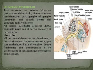 •EL NERVIO VESTIBULAR
Está formado por células bipolares
procedentes del utrículo, sáculo y canales
semicirculares, cuyo ganglio -el ganglio
vestibular- está situado dentro del
conducto auditivo interno.
•El nervio Vestibular atraviesa dicho
conducto junto con el nervio coclear y el
nervio facial.
•Función:
•El nervio auditivo capta las vibraciones, y
las transforma en impulsos nerviosos, que
son trasladados hasta el cerebro, donde
finalmente son interpretados y se
desencadena la sensación que conocemos
como sonido.

 