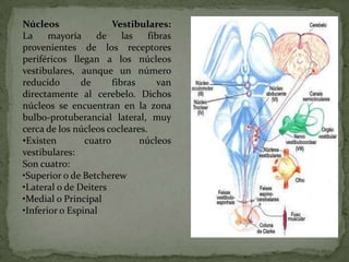 Núcleos
Vestibulares:
La
mayoría
de
las
fibras
provenientes de los receptores
periféricos llegan a los núcleos
vestibulares, aunque un número
reducido
de
fibras
van
directamente al cerebelo. Dichos
núcleos se encuentran en la zona
bulbo-protuberancial lateral, muy
cerca de los núcleos cocleares.
•Existen
cuatro
núcleos
vestibulares:
Son cuatro:
•Superior o de Betcherew
•Lateral o de Deiters
•Medial o Principal
•Inferior o Espinal

 