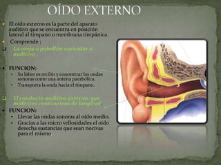  El oído externo es la parte del aparato

auditivo que se encuentra en posición
lateral al tímpano o membrana timpánica.
 Comprende ;
 La oreja o pabellón auricular o
auditivo .
 FUNCION:
• Su labor es recibir y concentrar las ondas
sonoras como una antena parabólica.
• Transporta la onda hacia el tímpano.


El conducto auditivo externo, que
mide tres centímetros de longitud.
 FUNCION:
• Llevar las ondas sonoras al oído medio.
• Gracias a las micro vellosidades el oído
desecha sustancias que sean nocivas
para el mismo.

 