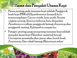 Hama danPenyakit UtamaKopi
• Hama penting pada tanaman kopi adalah: Penggerek
buah kopi (PBKo) (Hypothenemus hampei), kutu
tempurung hijau Coccus viridis ,kutu putih Ferrisia
virgata, wereng Sanurusindecora, kutu dompolan
Pseudococcus coffeae, penggerek batang Zeuzera sp.,dan
penggerek ranting Xylosandrus compactus.
• Patogen penting yang menyerang tanaman kopi adalah
penyakit karat kopi (Hemileia vastatrix), bercak
Cercospora, nematoda akar, jamur akar, busuk buah
Fusarium sp. Dan rebah batang Rhizoctoniasolani
 