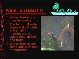 Photo inspiration: Fact Of Snakes Photo Inspiration