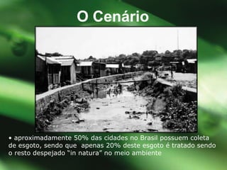•  aproximadamente 50% das cidades no Brasil possuem  coleta de esgoto, sendo que  apenas 20% deste esgoto é tratado sendo o resto despejado “in natura” no meio ambiente  O Cen ário 