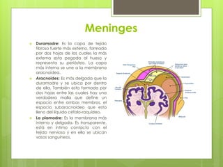Meninges
 Duramadre: Es la capa de tejido
fibroso fuerte más externo, formada
por dos hojas de las cuales la más
externa esta pegada al hueso y
representa su periósteo. La capa
más interna se une a la membrana
aracnoidea.
 Aracnoides: Es más delgada que la
duramadre y se ubica por dentro
de ella. También esta formada por
dos hojas entre las cuales hay una
verdadera malla que define un
espacio entre ambas membras, el
espacio subaracnoideo que esta
lleno del líquido céfalo-raquídeo.
 La piamadre: Es la membrana más
interna y delgada. Es transparente,
está en íntimo contacto con el
tejido nervioso y en ella se ubican
vasos sanguíneos.
 