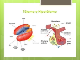 Tálamo e Hipotálamo
 