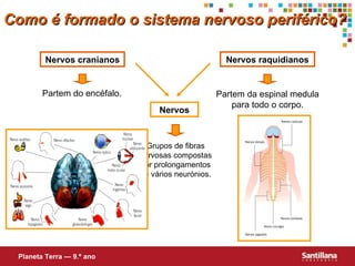 Como é formado o sistema nervoso periférico? Nervos cranianos Nervos raquidianos Partem do encéfalo. Partem da espinal medula para todo o corpo. Nervos Grupos de fibras nervosas compostas por prolongamentos de vários neurónios. Planeta Terra — 9.º ano 