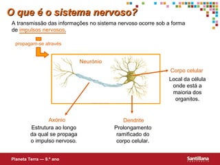 O que é o sistema nervoso? A transmissão das informações no sistema nervoso ocorre sob a forma de  impulsos   nervosos . Local da célula onde está a maioria dos organitos. Prolongamento ramificado do corpo celular. Estrutura ao longo da qual se propaga o impulso nervoso. Corpo celular Dendrite Axónio Planeta Terra — 9.º ano Neurónio propagam-se através 