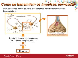 Como se transmitem os impulsos nervosos? Entre os axónios de um neurónio e as dendrites de outro existem zonas de separação… Quando o impulso nervoso passa de um neurónio para outro  Sinapse Planeta Terra — 9.º ano ocorre 