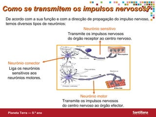 De acordo com a sua função e com a direcção de propagação do impulso nervoso, temos diversos tipos de neurónios: Neurónio sensitivo Neurónio conector Neurónio motor Transmite os impulsos nervosos  do órgão receptor ao centro nervoso. Liga os neurónios sensitivos aos neurónios motores. Transmite os impulsos nervosos  do centro nervoso ao órgão efector. Como se transmitem os impulsos nervosos? Planeta Terra — 9.º ano 