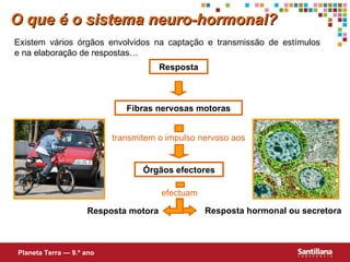 Existem vários órgãos envolvidos na captação e transmissão de estímulos  e na elaboração de respostas… Resposta Fibras nervosas motoras Órgãos efectores Resposta motora Resposta hormonal ou secretora O que é o sistema neuro-hormonal? Planeta Terra — 9.º ano transmitem o impulso nervoso aos efectuam 