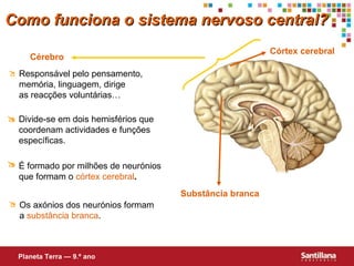 Cérebro Substância branca Córtex cerebral Como funciona o sistema nervoso central? Planeta Terra — 9.º ano Responsável pelo pensamento, memória, linguagem, dirige  as reacções voluntárias…  Divide-se em dois hemisférios que coordenam actividades e funções específicas.   É formado por milhões de neurónios que formam o  córtex cerebral .  Os axónios dos neurónios formam a  substância branca .  