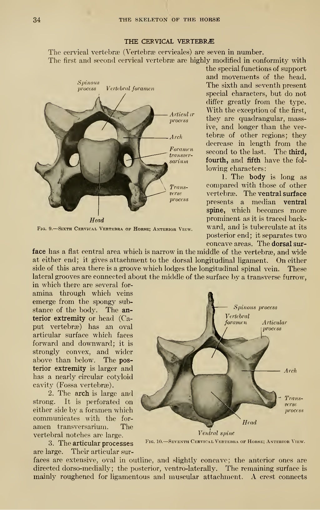 Sisson's anatomy (veterinary)