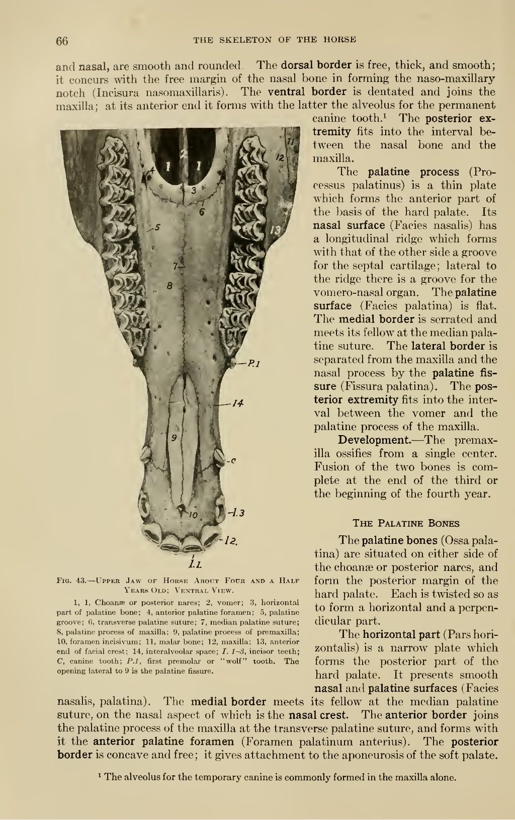 Sisson's anatomy (veterinary)