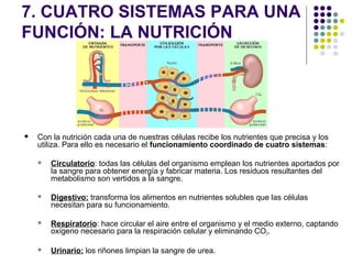 7. CUATRO SISTEMAS PARA UNA
FUNCIÓN: LA NUTRICIÓN
 Con la nutrición cada una de nuestras células recibe los nutrientes que precisa y los
utiliza. Para ello es necesario el funcionamiento coordinado de cuatro sistemas:
 Circulatorio: todas las células del organismo emplean los nutrientes aportados por
la sangre para obtener energía y fabricar materia. Los residuos resultantes del
metabolismo son vertidos a la sangre.
 Digestivo: transforma los alimentos en nutrientes solubles que las células
necesitan para su funcionamiento.
 Respiratorio: hace circular el aire entre el organismo y el medio externo, captando
oxígeno necesario para la respiración celular y eliminando CO2.
 Urinario: los riñones limpian la sangre de urea.
 