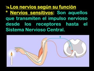 Los nervios según su función
° Nervios sensitivos: Son aquellos
que transmiten el impulso nervioso
desde los receptores hasta el
Sistema Nervioso Central.
 