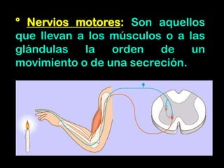 ° Nervios motores: Son aquellos
que llevan a los músculos o a las
glándulas la orden de un
movimiento o de una secreción.
 