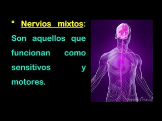 ° Nervios mixtos:
Son aquellos que
funcionan como
sensitivos y
motores.
 