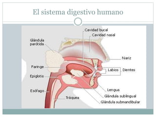 El sistema digestivo humano
 