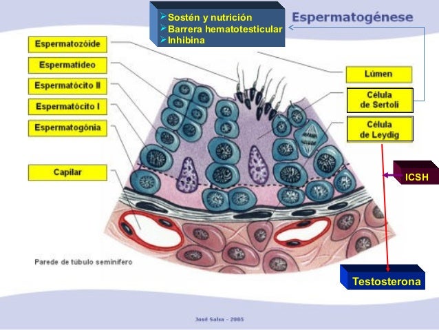 Sistema Reproductor