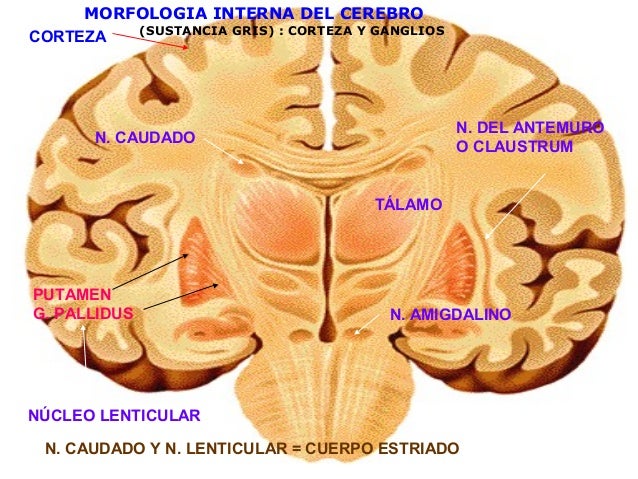 Sistema Nervioso
