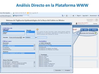 Análisis Directo en la Plataforma WWW
 