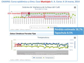 CHIAPAS: Curva epidémica y clima. Caso Municipio A. A. Corzo: A 14 marzo, 2014
Pérdida estimada 28.7%
Tapachula 8.5%
65% Severidad Máxima
Periodo Sostenido Daño: Fruto en Desarrollo a cosecha
20-22oC
>90%HR
 